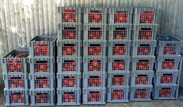 tomatoes in crates